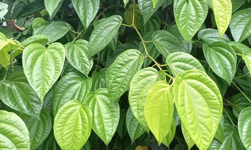 Sirih: Daun Tradisional dengan Khasiat Besar yang Mulai Terlupakan