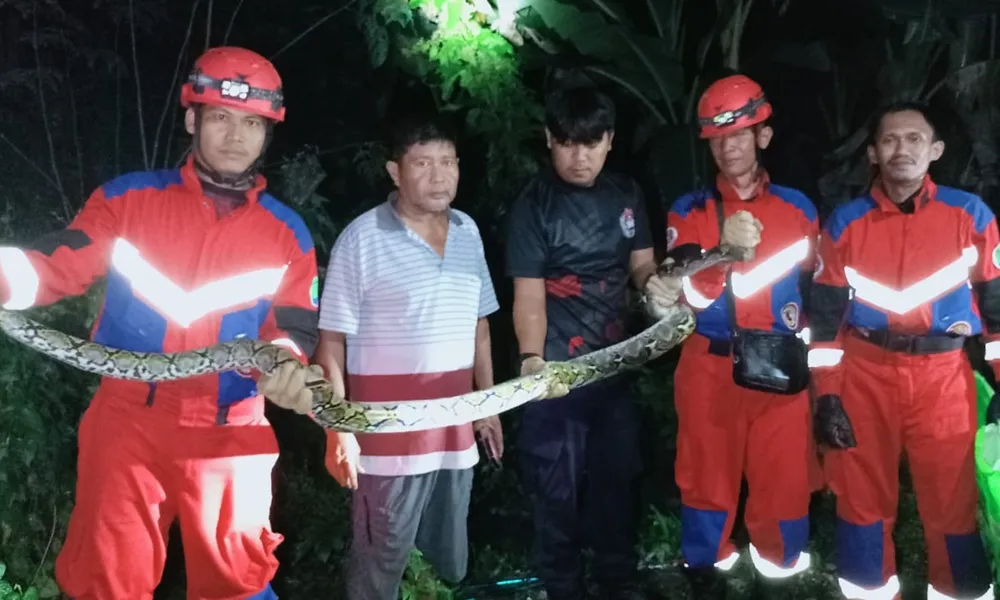 Damkar Nunukan Amankan Ular Piton 4 Meter yang Sembunyi di Plafon Rumah Warga