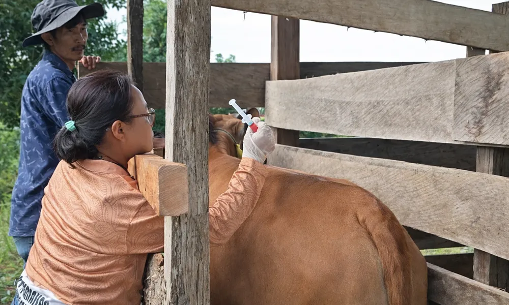 Lindungi Ternak, DKPP Nunukan Intensifkan Vaksinasi PMK, Sepekan Awal 2026 Capai 233 Dosis
