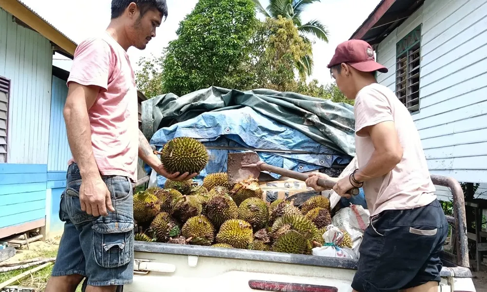 Musim Buah Melimpah, Akses Terisolasi Hambat Potensi Wisata Krayan Tengah