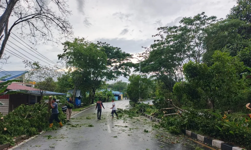 Aksi Cepat BPBD Bersihkan Pohon Tumbang, Akses Jalan Kembali Lancar